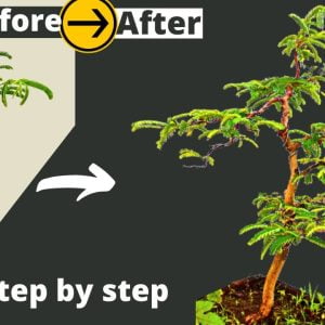 How to make Tamarind Bonsai from seed Easily Step by step
