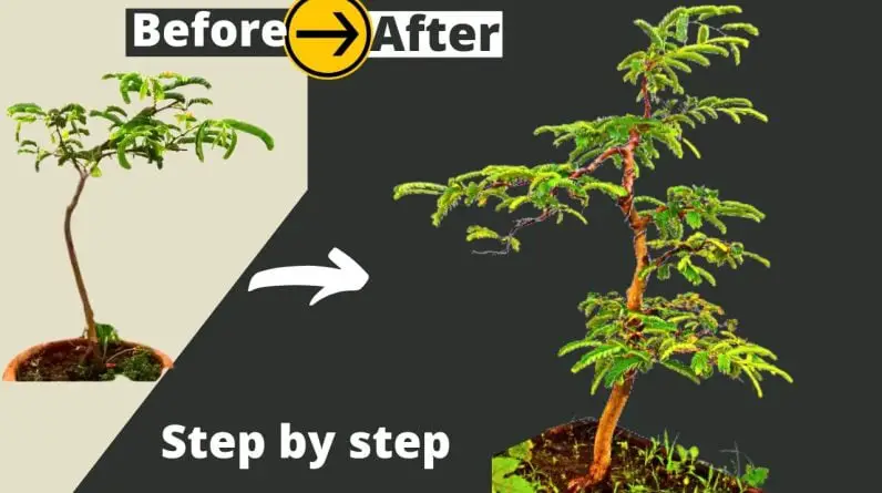 How to make Tamarind Bonsai from seed Easily Step by step