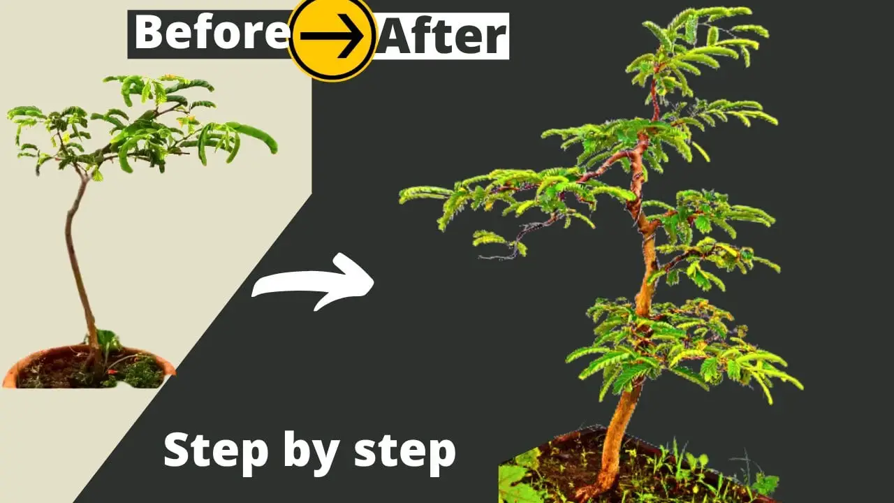 How to make Tamarind Bonsai from seed Easily Step by step