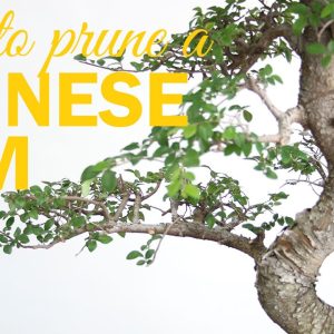 How to Prune a Chinese Elm Bonsai : 2 Key Techniques