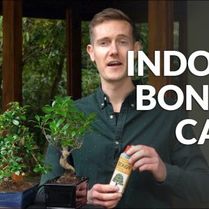 Indoor Bonsai care