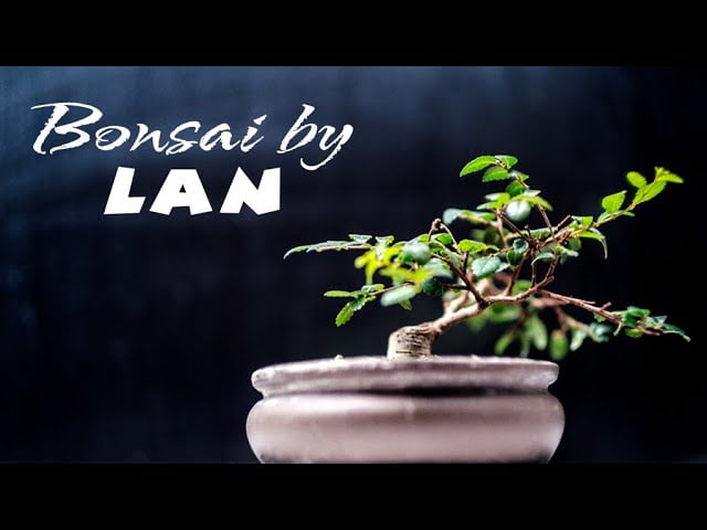 Chinese Elm Ulmus parvifolia indoor bonsai, One year progression - April 2017 through January 2019