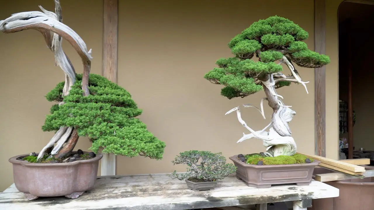 Manseien Bonsai Garden (蔓青園)