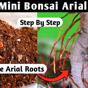 Mini Bonsai Arial Roots Growing