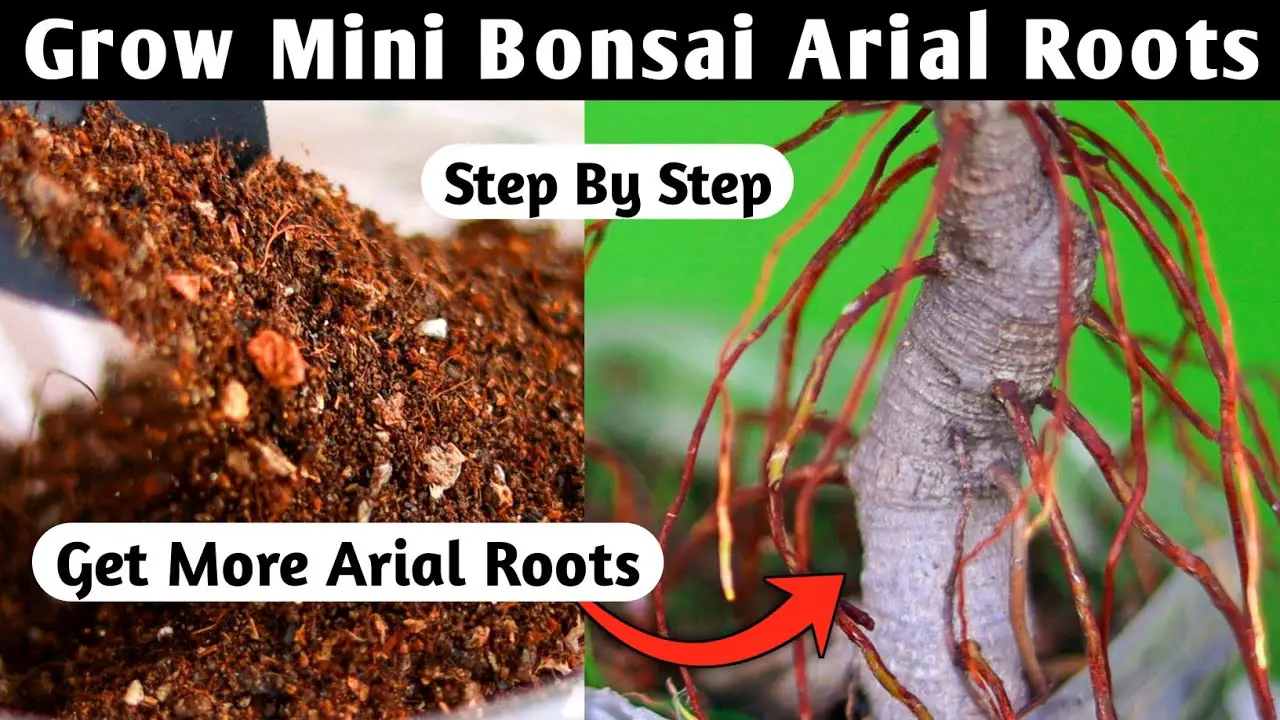 Mini Bonsai Arial Roots Growing