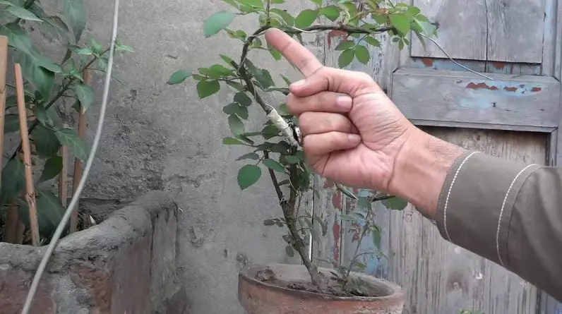 How To Rose Plant Bonsai | Wiring The Plant | Growing Rose From Cutting (Urdu/Hindi)