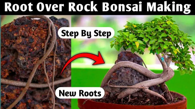 Root Over Rock Bonsai Making Works