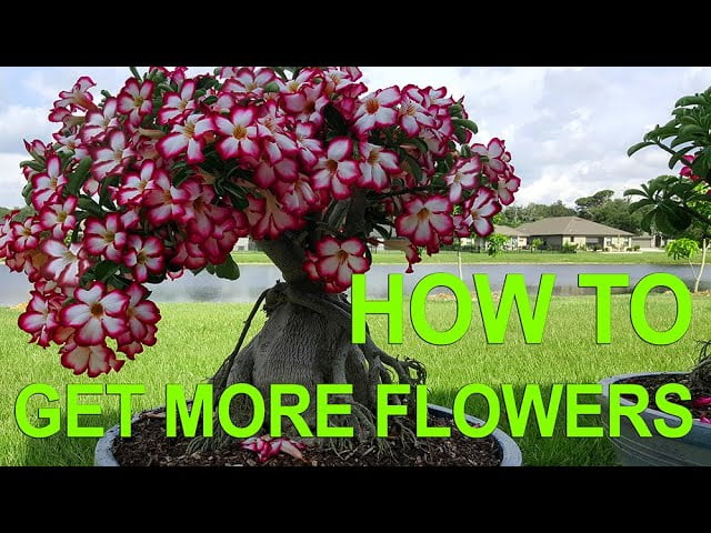 Adenium Desert Rose Bonsai Getting More Flowers All Year Round How To Prune Desert Rose