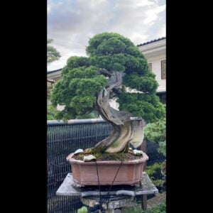 Seikouen Bonsai garden #shorts