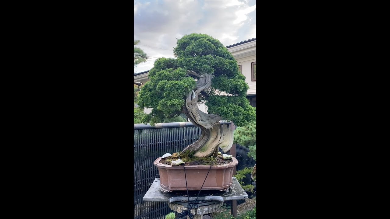 Seikouen Bonsai garden #shorts