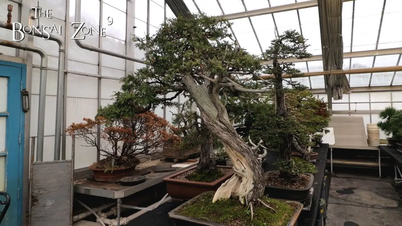 The Montreal Collection Part 4 of 4, The Bonsai Zone, Dec 2022