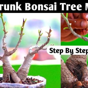 Twin Trunk Bonsai Making For Beginners