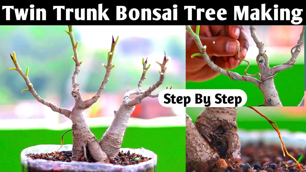 Twin Trunk Bonsai Making For Beginners