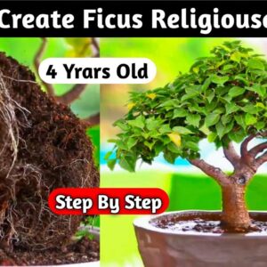 How To Create Ficus Religiousa Bonsai