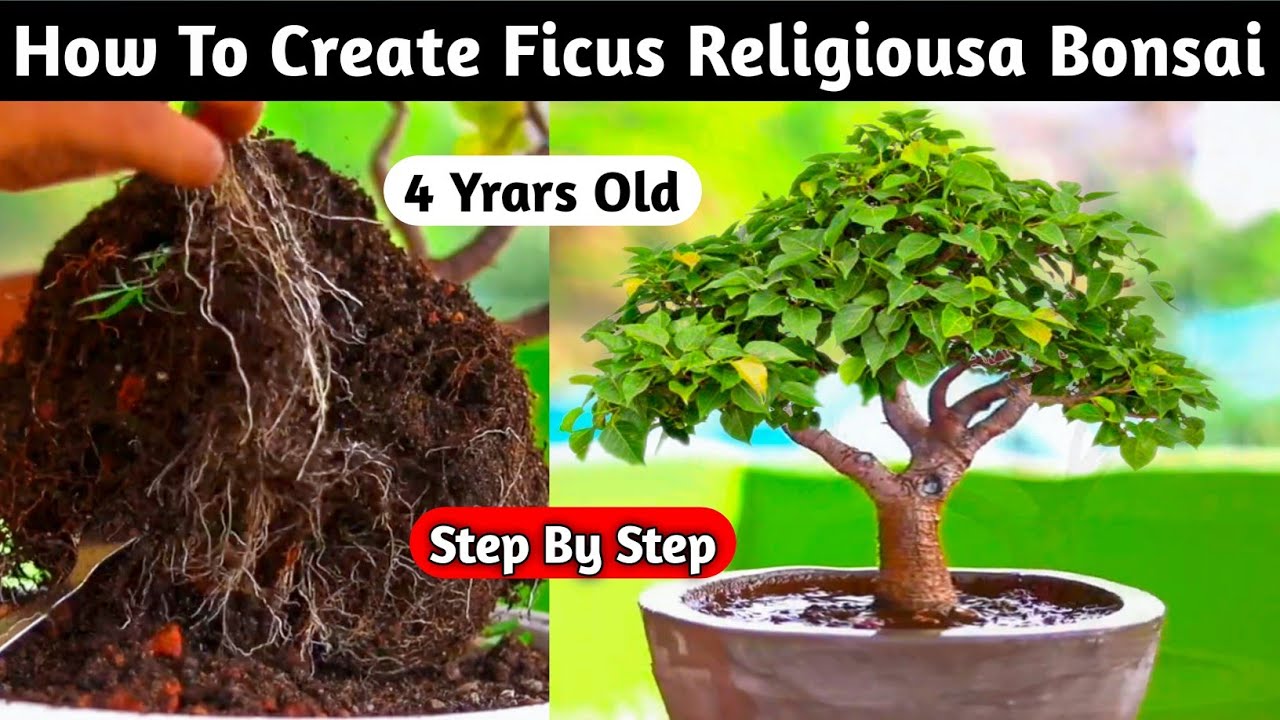 How To Create Ficus Religiousa Bonsai