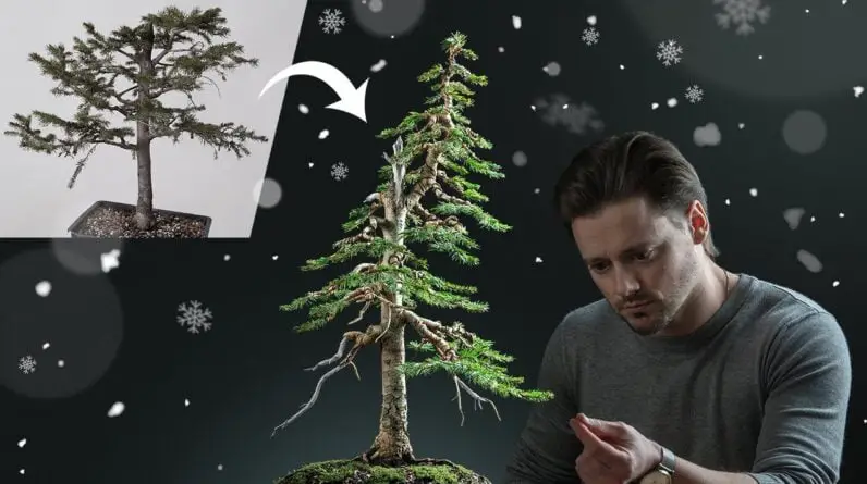 Making a Christmas Tree Bonsai