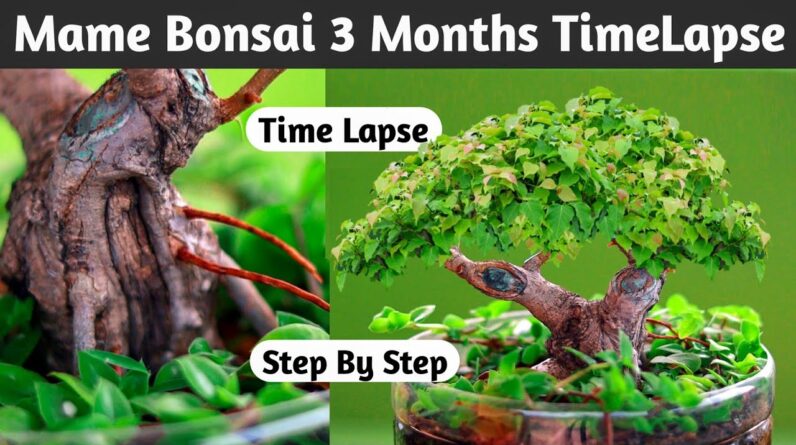 Mame Bonsai 3 Months TimeLapse