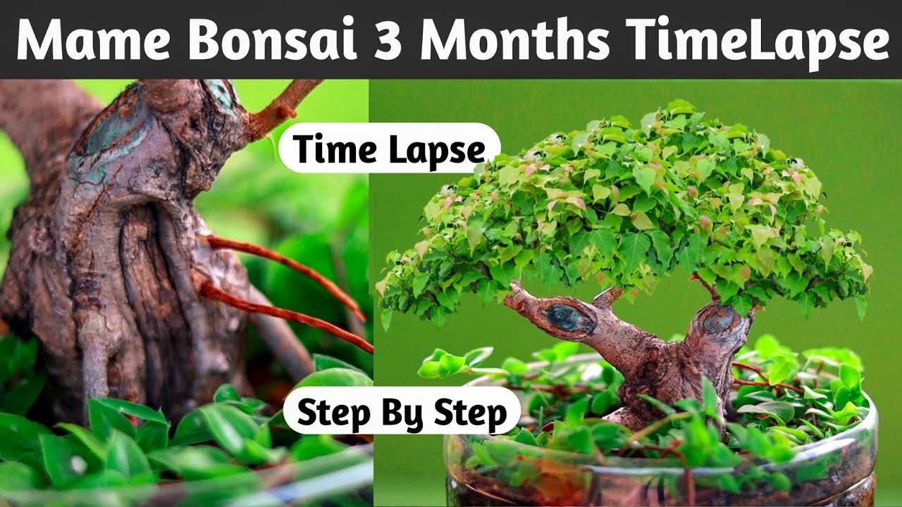 Mame Bonsai 3 Months TimeLapse