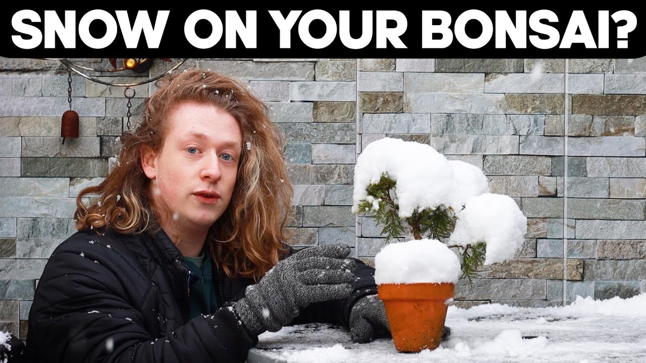 Bonsai in Winter!🌲Snow on Your Trees?❄️ - Bonsai Vlog #2