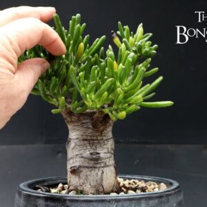 Repotting My Baobab Style Jade, The Bonsai Zone, Jan 2023