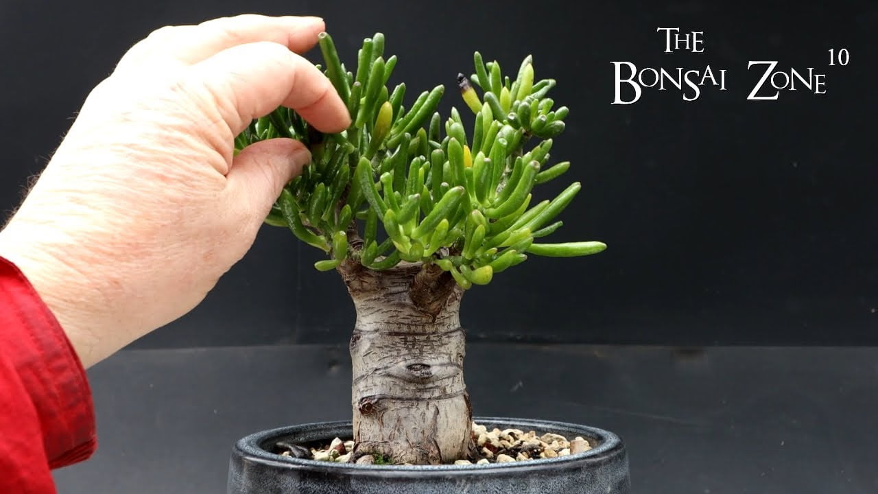 Repotting My Baobab Style Jade, The Bonsai Zone, Jan 2023