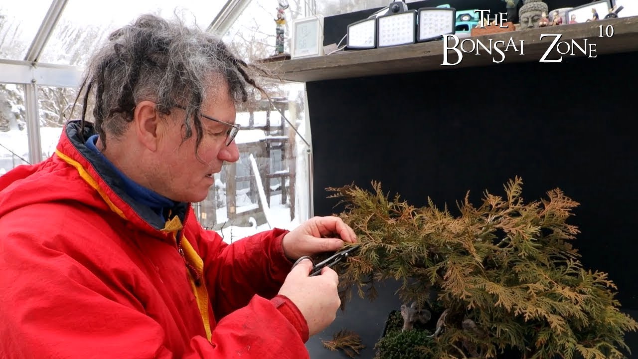 Winter Pruning My Cedar Forest, The Bonsai Zone, Jan 2023