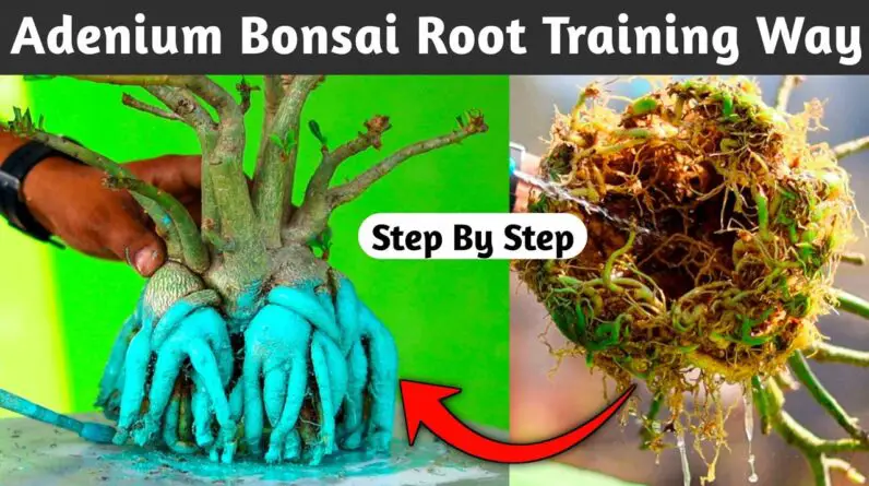 Adenium Root Training From Step To Step