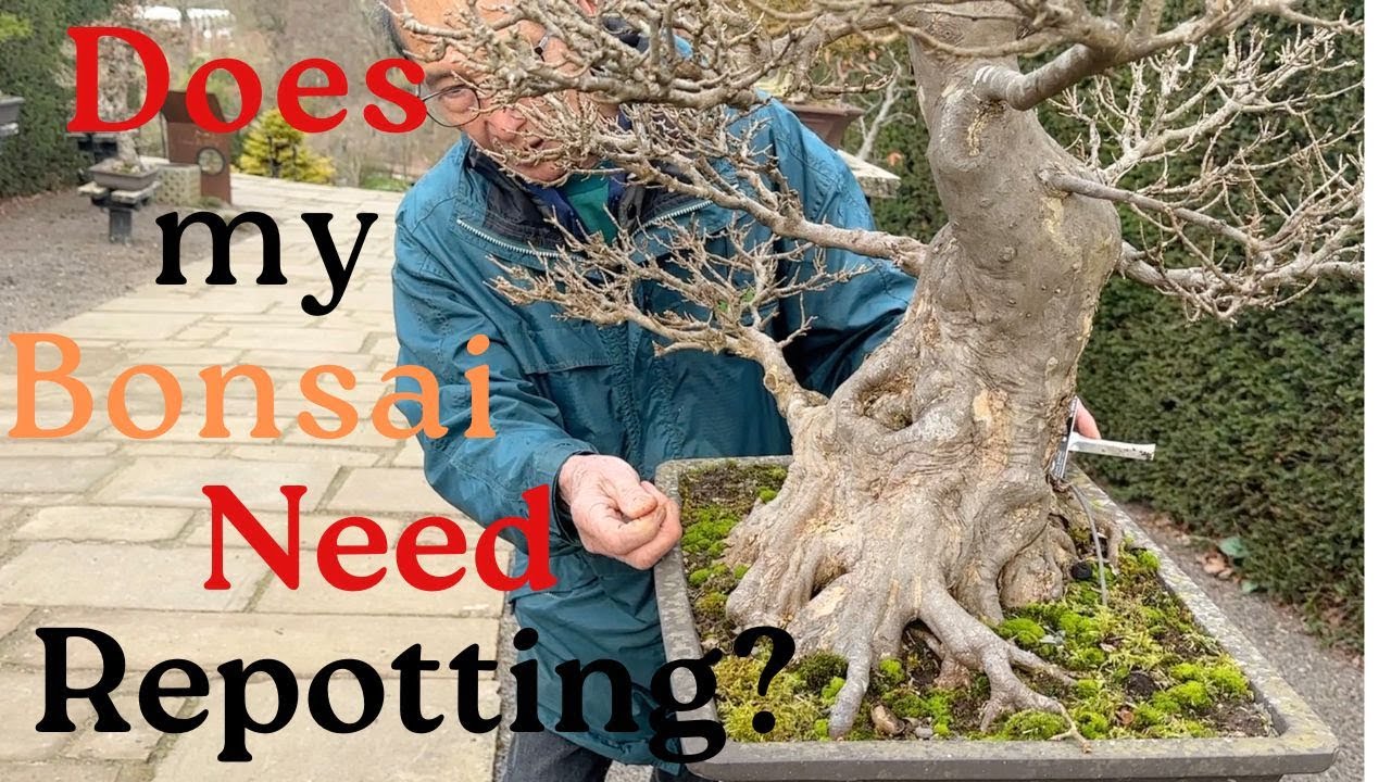 Assessing if a Bonsai needs Repotting