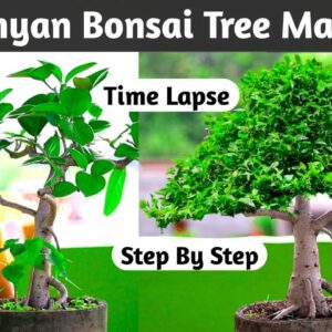 Big Ficus Benghalensis Bonsai Making