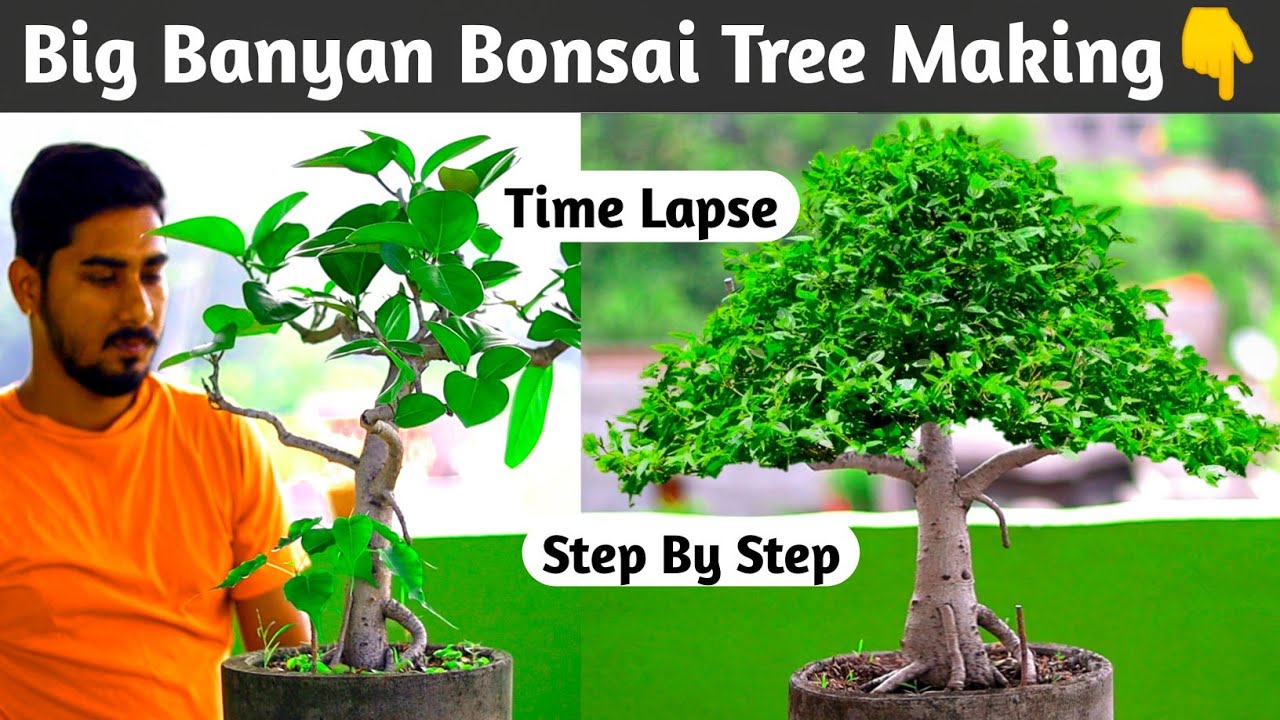 Big Ficus Benghalensis Bonsai Making