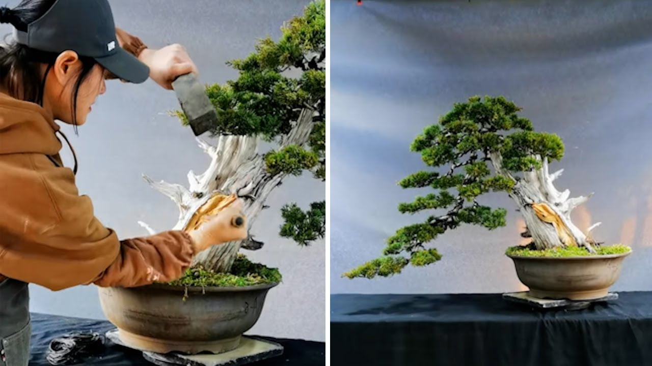 Bonsai, you guys who love bonsai, remember to subscribe to me #bonsai