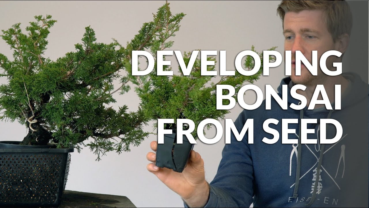 Developing Bonsai from Seed course - trailer