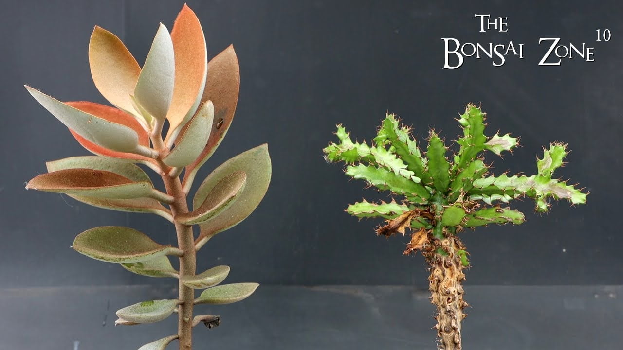 Succulent Sunday with My Euphorbia and My Kalanchoe , The Bonsai Zone, Feb 2023