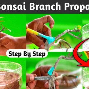 Ficus Bonsai Branch Propagation