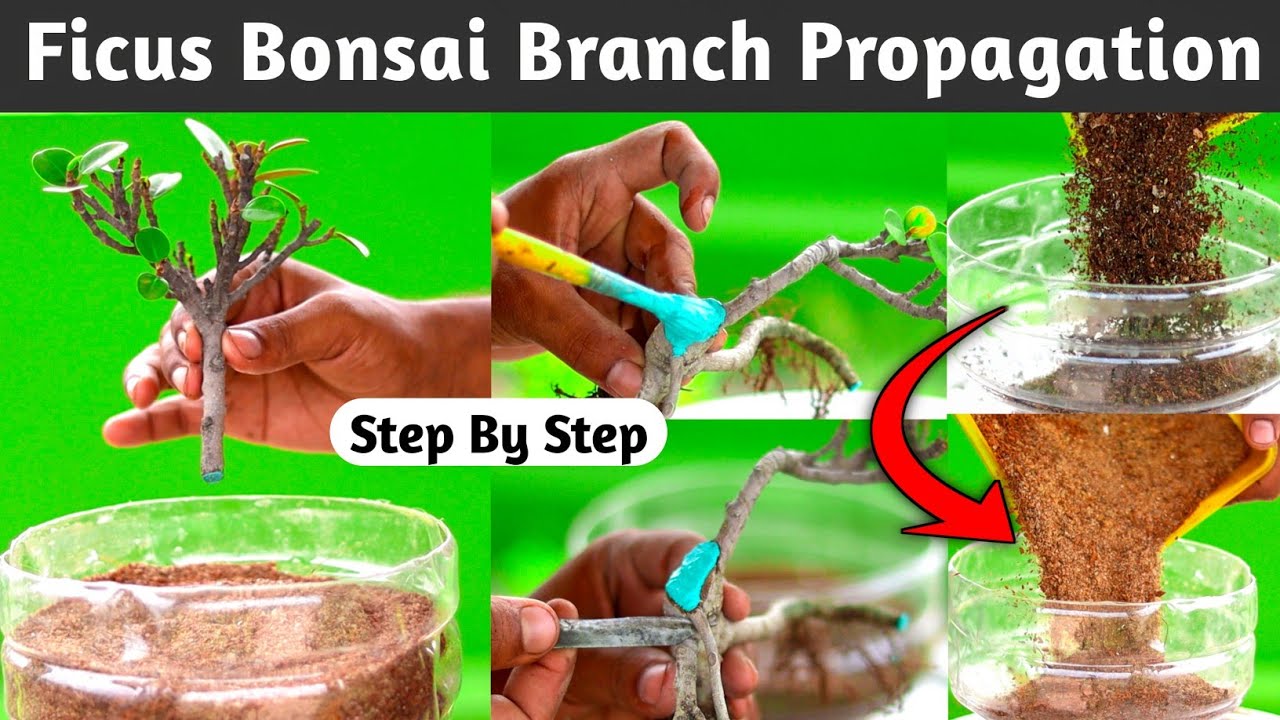 Ficus Bonsai Branch Propagation