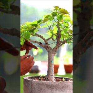 Ficus Rumphi Bonsai wireing short Video