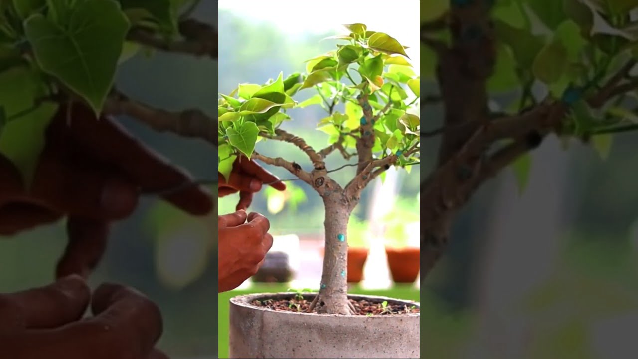 Ficus Rumphi Bonsai wireing short Video