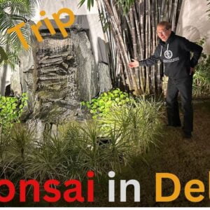 India Trip - Part 3 - Bonsai In Delhi