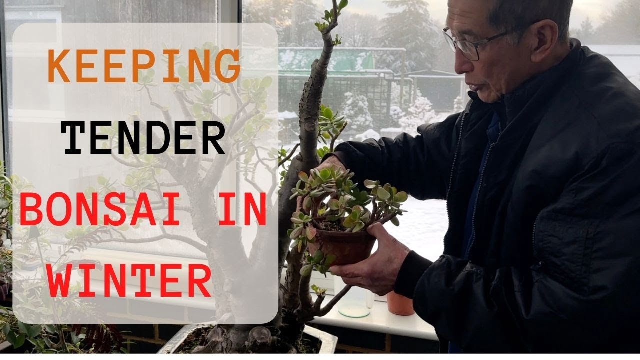 Keeping Tender Bonsai In Winter