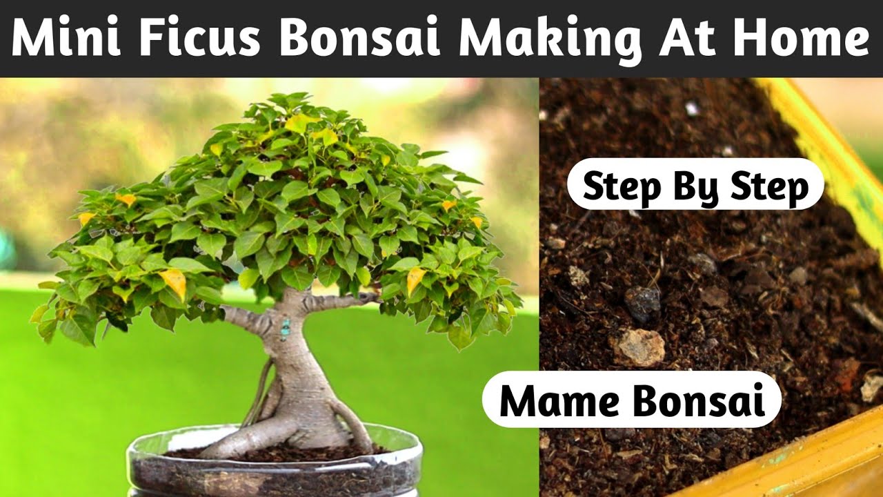 Make A Mini Banyan Bonsai At Home