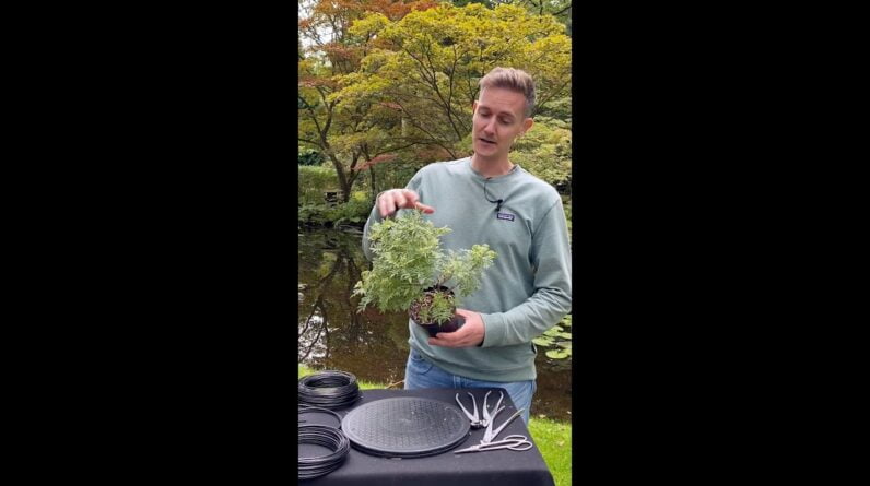 Making a dwarf Wisteria Bonsai #shorts