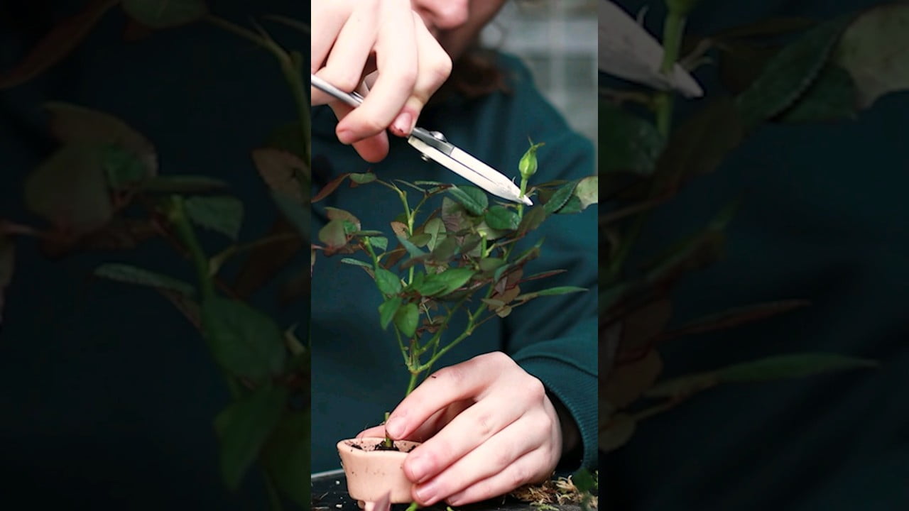 Making Bonsai from a Rose Bush🌹 🌳