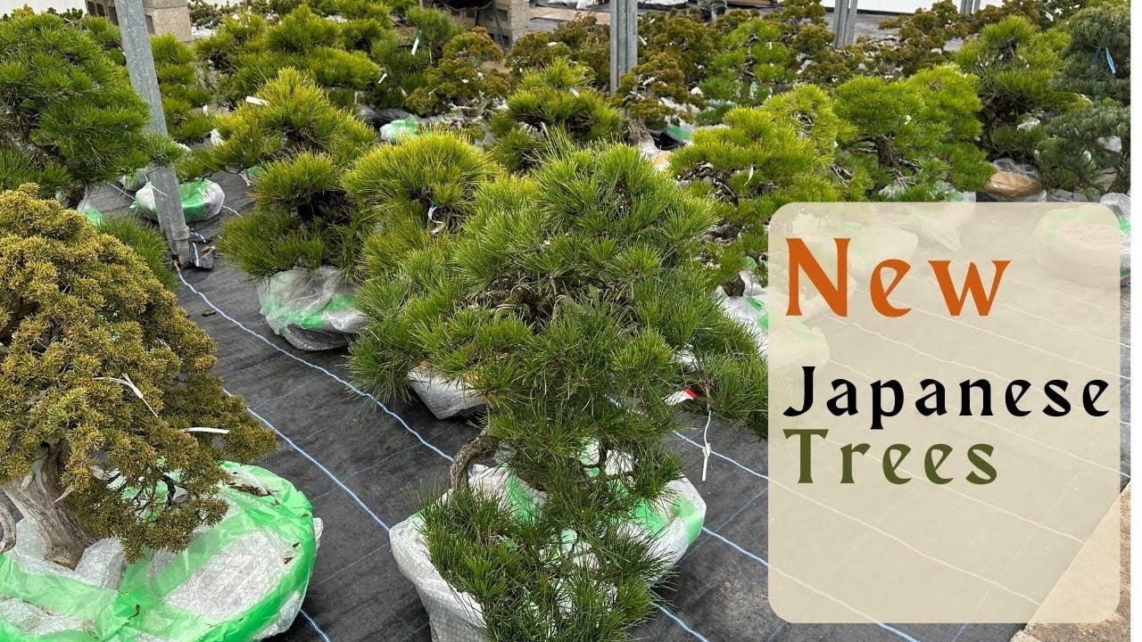 NEW Japanese Trees Arrived at Herons