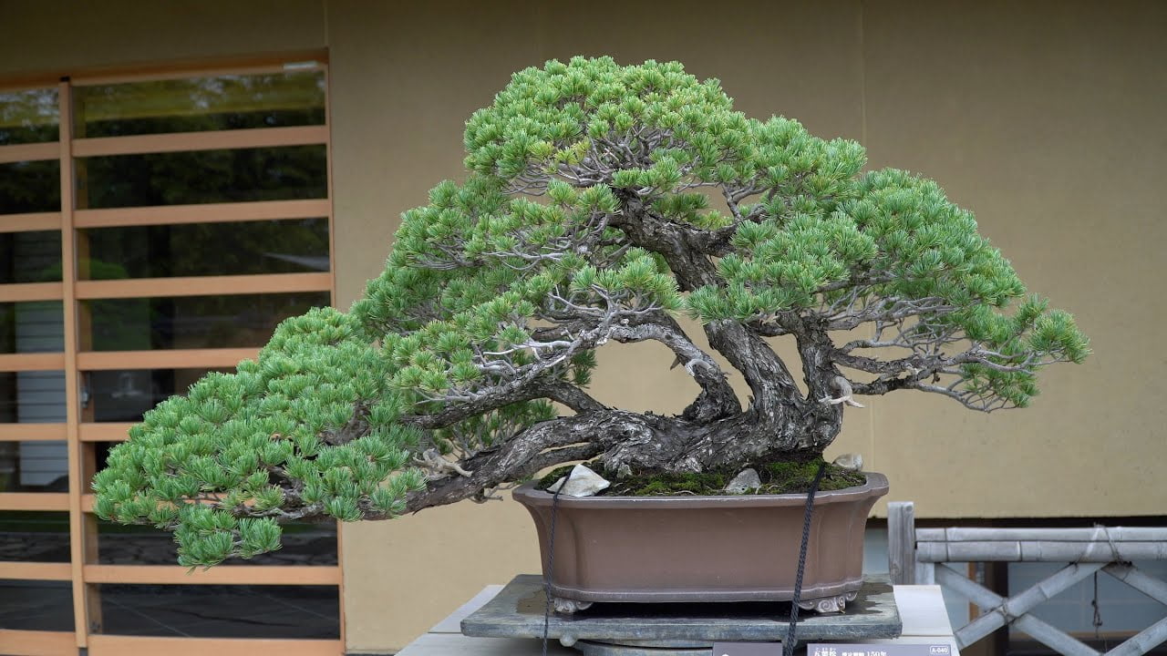 Omiya Bonsai Museum