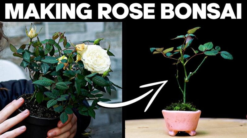 How to Make Bonsai from a Rose Bush🌱🌹 Mame Bonsai