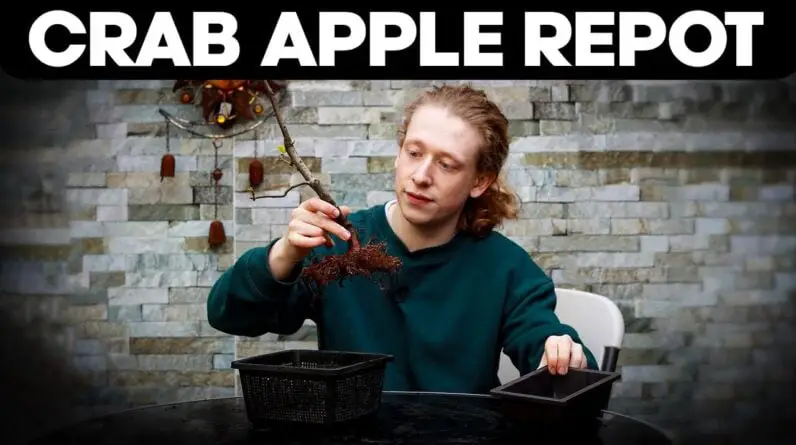 Repotting a Nagasaki Crab Apple Bonsai Tree 🍎🌳