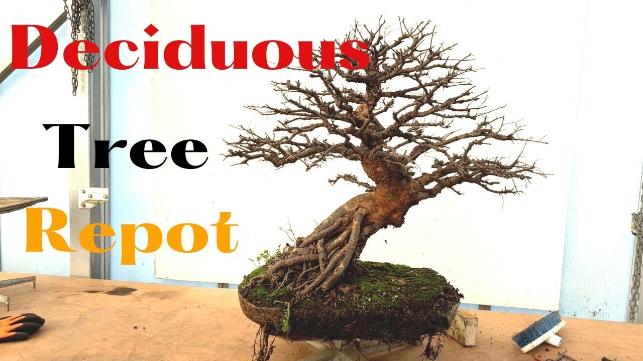 Repotting Large Deciduous Bonsai