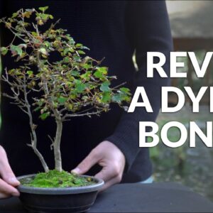 Revive a Dying Bonsai