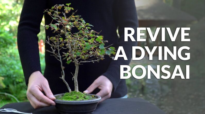 Revive a Dying Bonsai