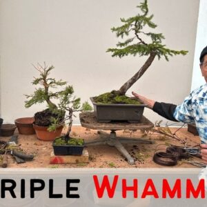 Triple Whammy! Making Bonsai's from field material